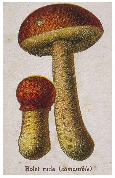 Funghi  /  Common Boletus