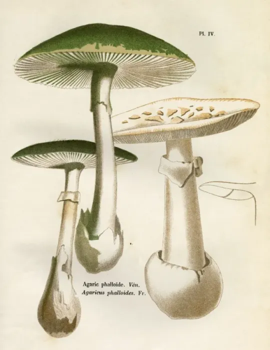 Framed Print : Funghi / Cordier 4 1876 Framed Print : Funghi / Cordier 4 1876