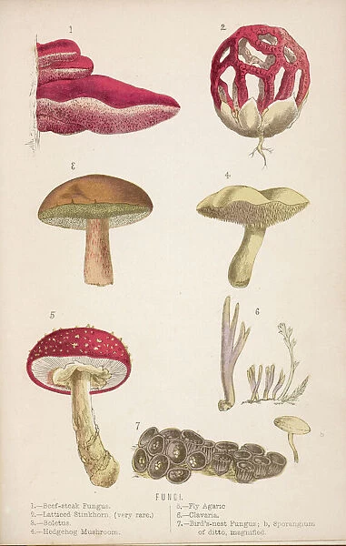 Funghi / Mushrooms 1869