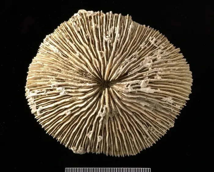 Framed Print : Fungia, coral Framed Print : Fungia, coral