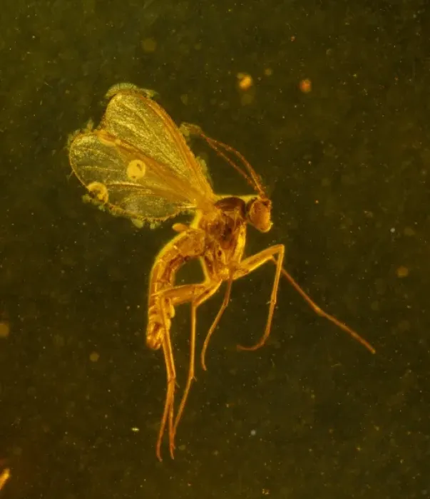 Framed Print : Fungus gnat in amber Framed Print : Fungus gnat in amber