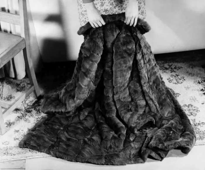 Framed Print : FUR COAT. A luxurious fur coat, spread out over a carpet to demonstrate its seams Framed Print : FUR COAT. A luxurious fur coat, spread out over a carpet to demonstrate its seams