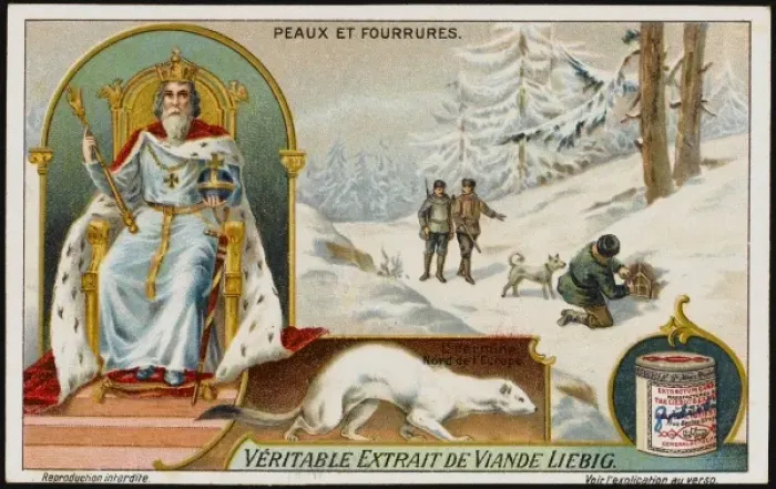 Framed Print : Fur / Ermine Framed Print : Fur / Ermine