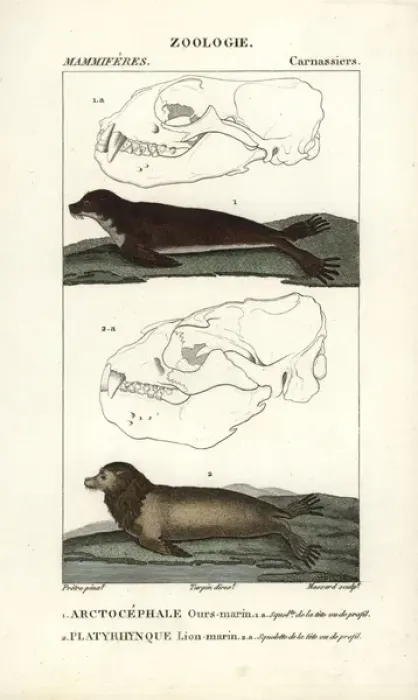 Framed Print : Fur seal species (Arctocephalus gazella?) Framed Print : Fur seal species (Arctocephalus gazella?)