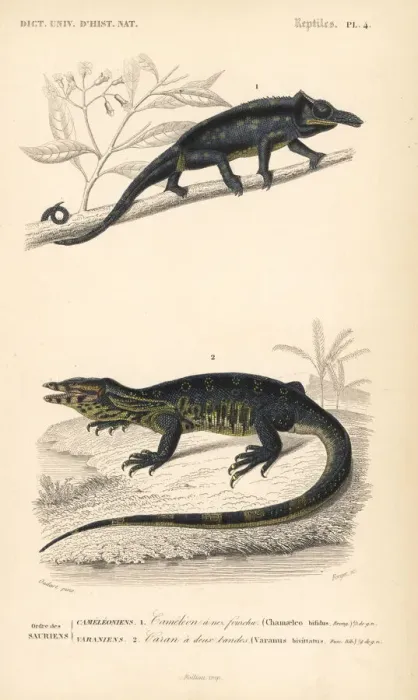 Framed Print : Furcifer bifidus chameleon and water monitor lizard Framed Print : Furcifer bifidus chameleon and water monitor lizard
