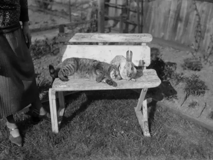 Framed Print : Furry Friends Framed Print : Furry Friends