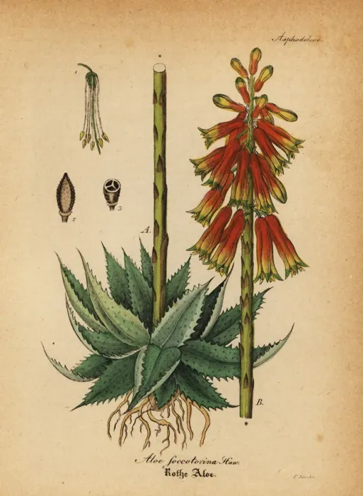 Framed Print : Fynbos aloe, Aloe succotrina Framed Print : Fynbos aloe, Aloe succotrina