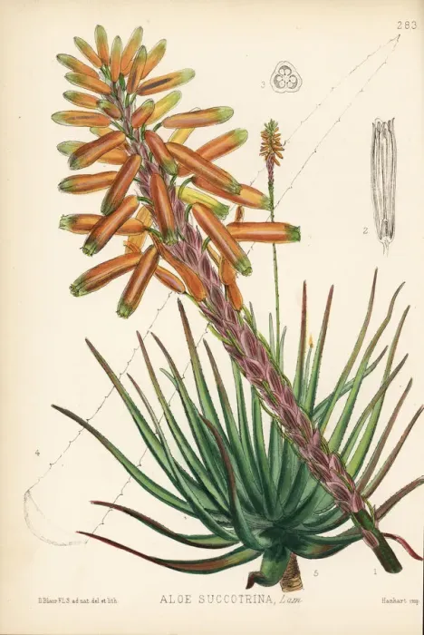 Framed Print : Fynbos aloe, Aloe succotrina Framed Print : Fynbos aloe, Aloe succotrina