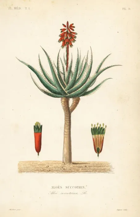 Framed Print : Fynbos aloe, Aloe succotrina Framed Print : Fynbos aloe, Aloe succotrina