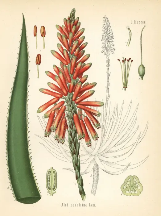 Framed Print : Fynbos aloe, Aloe succotrina Framed Print : Fynbos aloe, Aloe succotrina