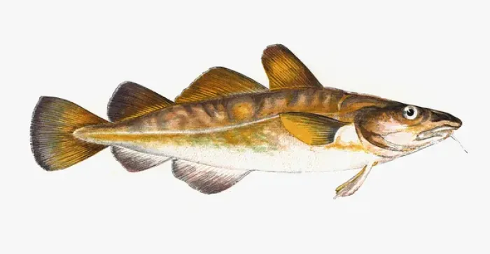 Framed Print : Gadus callarias, Baltic or Variable Cod Framed Print : Gadus callarias, Baltic or Variable Cod