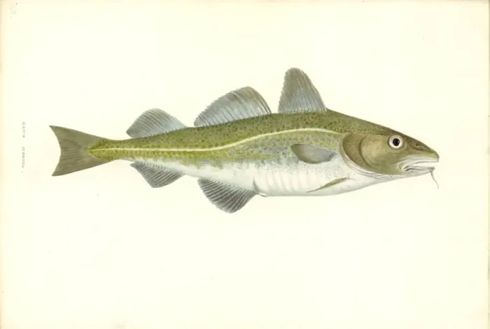 Framed Print : Gadus morhua, cod Framed Print : Gadus morhua, cod