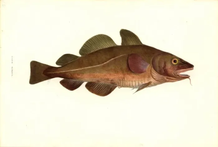 Framed Print : Gadus morhua, cod Framed Print : Gadus morhua, cod