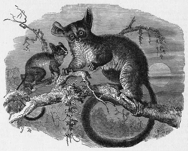 GALAGO. Member of the galagonidae family, more generally known as BUSH-BABIES