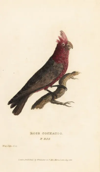 Framed Print : Galah bird, Eolophus roseicapilla Framed Print : Galah bird, Eolophus roseicapilla