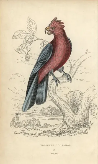 Framed Print : Galah, Eolophus roseicapilla Framed Print : Galah, Eolophus roseicapilla