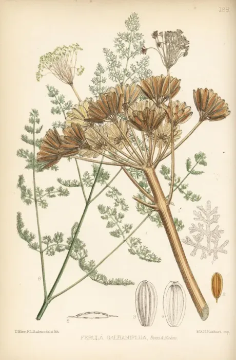 Framed Print : Galbanum, Ferula gummosa Framed Print : Galbanum, Ferula gummosa