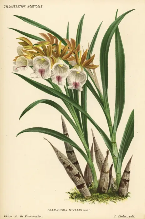 Framed Print : Galeandra nivalis orchid Framed Print : Galeandra nivalis orchid