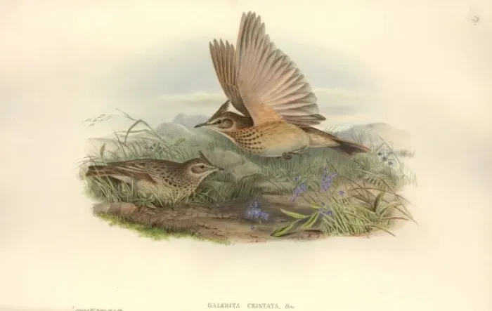 Framed Print : Galerida cristata, crested lark Framed Print : Galerida cristata, crested lark