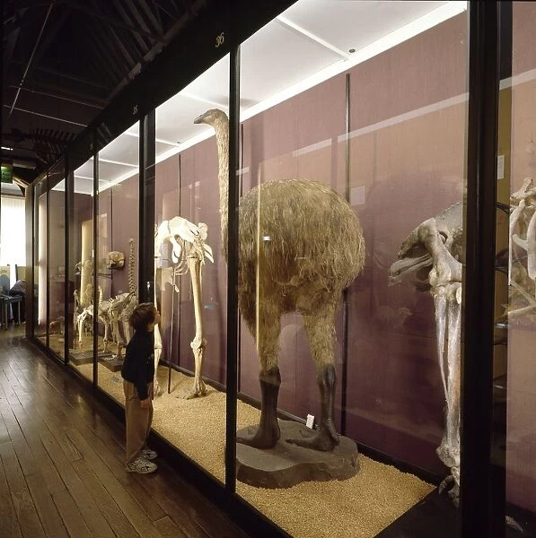 Gallery 6. Specimens on display at the Natural History Museum at Tring