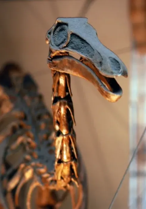 Framed Print : Gallimimus Framed Print : Gallimimus