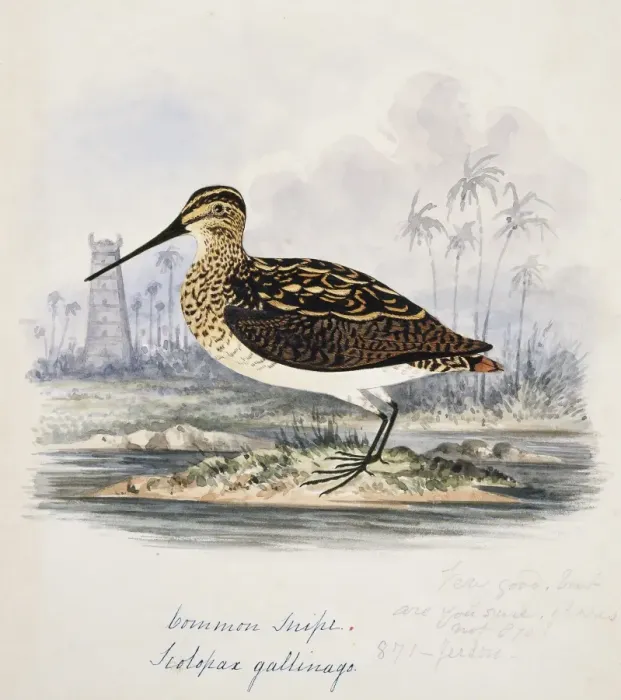 Framed Print : Gallinago gallinago, common snipe Framed Print : Gallinago gallinago, common snipe