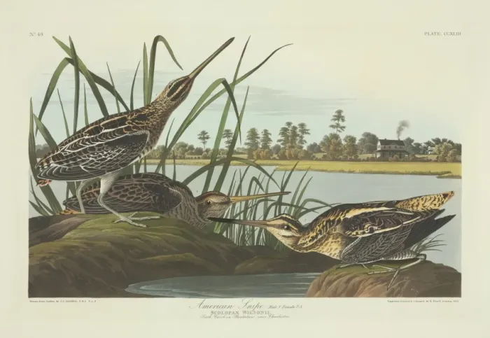 Framed Print : Gallinago gallinago, common snipe Framed Print : Gallinago gallinago, common snipe