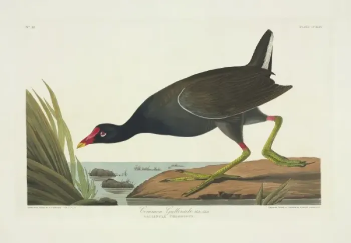 Framed Print : Gallinula chloropus, common moorhen Framed Print : Gallinula chloropus, common moorhen
