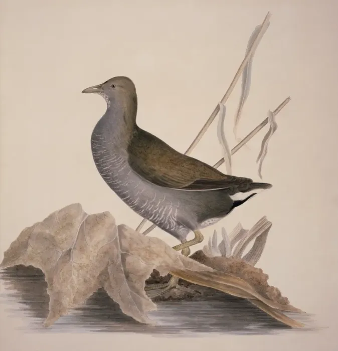 Framed Print : Gallinula chloropus, common moorhen Framed Print : Gallinula chloropus, common moorhen