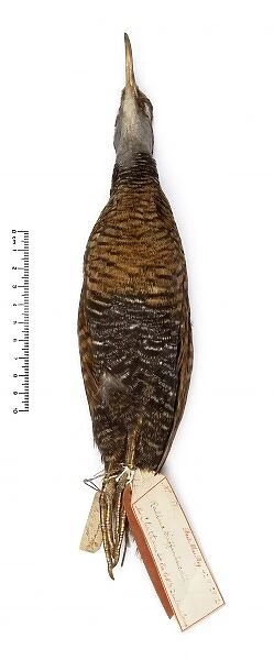 Gallirallus dieffenbachii, Dieffenbachs rail