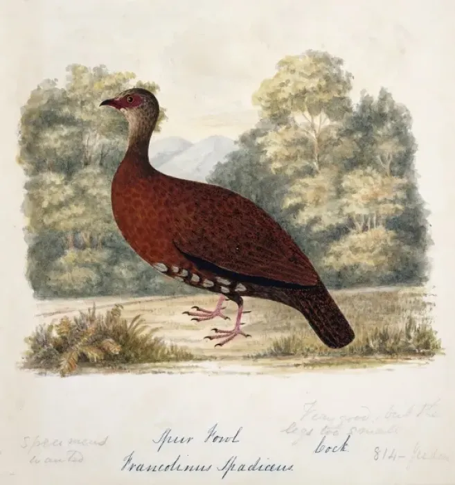 Framed Print : Galloperdix spadicea, red spurfowl Framed Print : Galloperdix spadicea, red spurfowl