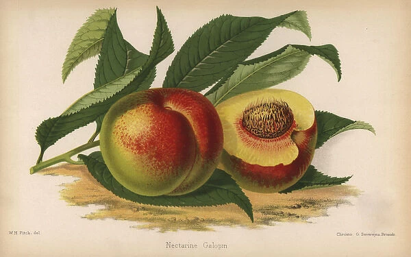 Galopin nectarine, Prunus persica cultivar