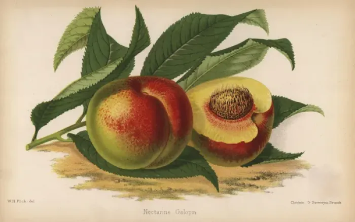 Framed Print : Galopin nectarine, Prunus persica cultivar Framed Print : Galopin nectarine, Prunus persica cultivar
