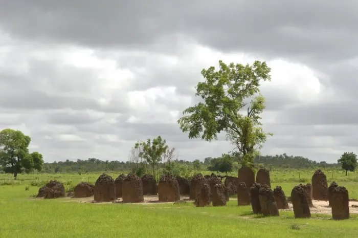 Framed Print : THE GAMBIA. Wassu. Stone circles Framed Print : THE GAMBIA. Wassu. Stone circles