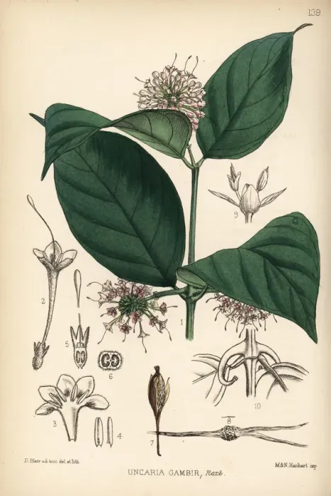 Framed Print : Gambier, pale catechu, terra japonica or gambir Framed Print : Gambier, pale catechu, terra japonica or gambir