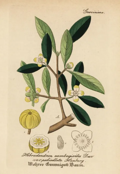 Framed Print : Gamboge, Garcinia morella Framed Print : Gamboge, Garcinia morella