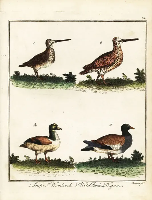 Framed Print : Game birds: snipe, woodcock, wild duck and wigeon Framed Print : Game birds: snipe, woodcock, wild duck and wigeon