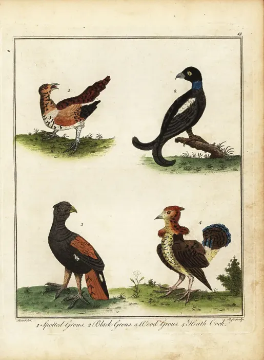 Framed Print : Game birds: spotted grouse, black grouse, wood grouse, heath coc Framed Print : Game birds: spotted grouse, black grouse, wood grouse, heath coc