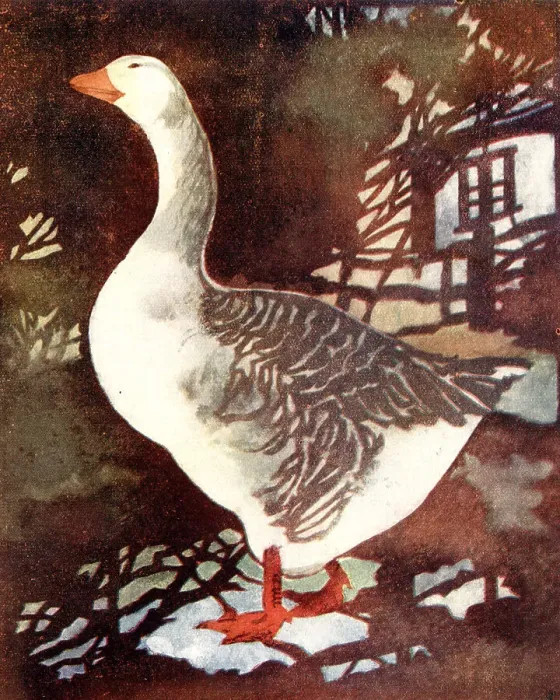 Framed Print : The Gander Framed Print : The Gander