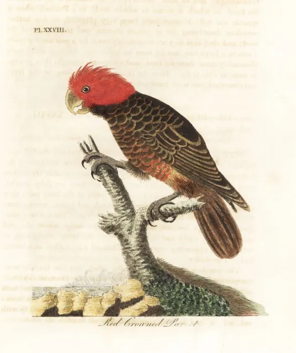 Framed Print : Gang-gang cockatoo, Callocephalon fimbriatum Framed Print : Gang-gang cockatoo, Callocephalon fimbriatum