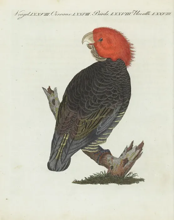 Framed Print : Gang-gang cockatoo, Callocephalon fimbriatum Framed Print : Gang-gang cockatoo, Callocephalon fimbriatum
