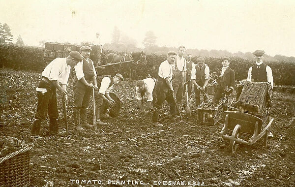 Gang of men with shovels planting tomatoes, Evesham
