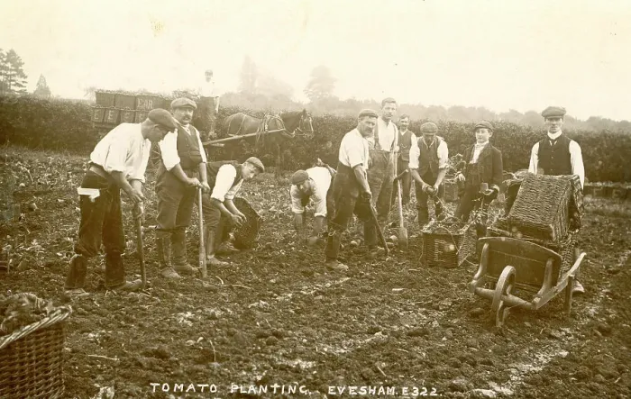 Framed Print : Gang of men with shovels planting tomatoes, Evesham Framed Print : Gang of men with shovels planting tomatoes, Evesham