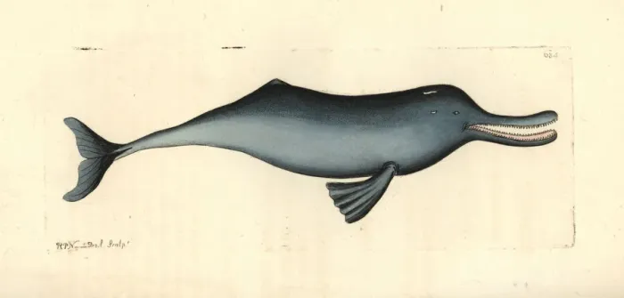 Framed Print : Ganges river dolphin, Platanista gangetica Framed Print : Ganges river dolphin, Platanista gangetica