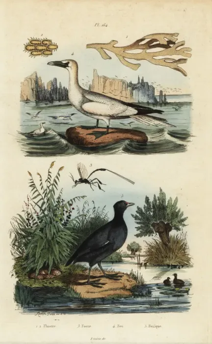 Framed Print : Gannet, coot, seaweed and wasp Framed Print : Gannet, coot, seaweed and wasp