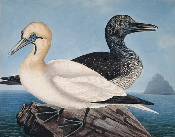 Framed Print : Gannets, in Two Stages of Plumage, Adult and Immature Framed Print : Gannets, in Two Stages of Plumage, Adult and Immature