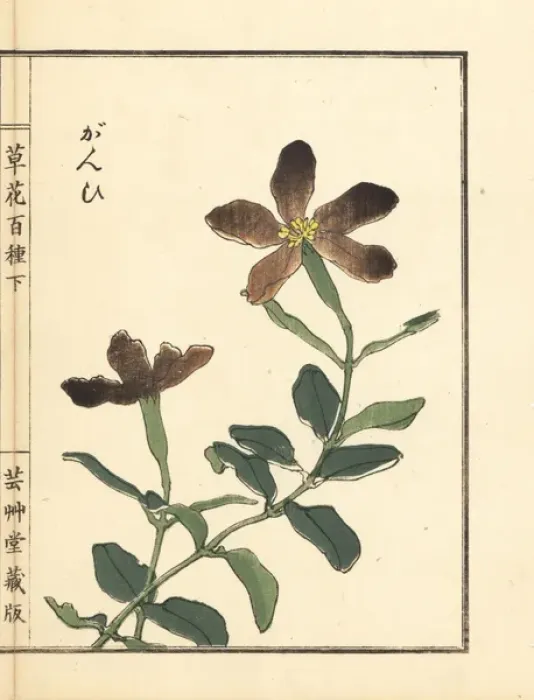 Framed Print : Ganpi or catchfly, Lychnis species Framed Print : Ganpi or catchfly, Lychnis species