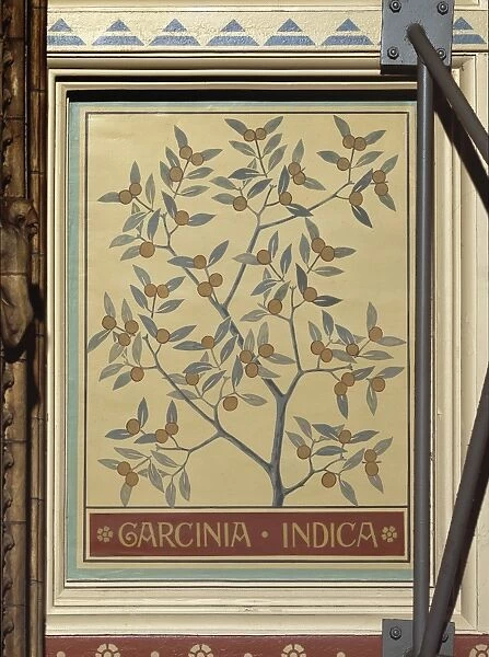 Garcinia indica, kokam tree
