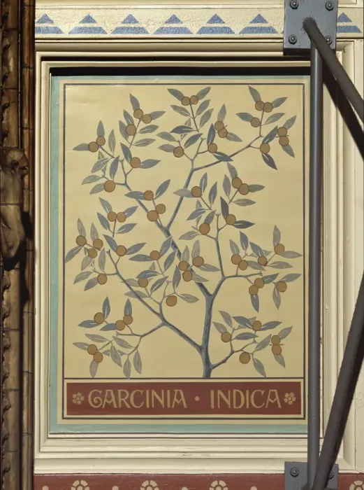 Framed Print : Garcinia indica, kokam tree Framed Print : Garcinia indica, kokam tree