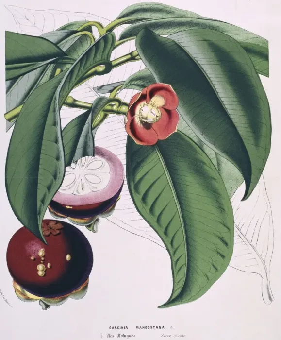 Framed Print : Garcinia mangostana, Mangosteen Framed Print : Garcinia mangostana, Mangosteen